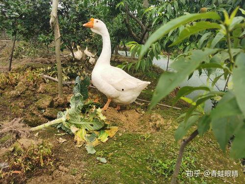 网红大鹅 热门大瓜,揭秘网络红人的幕后故事