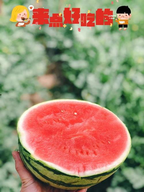 朝阳号外官网免费吃瓜 今日吃瓜热门大瓜必看大瓜网红 52每日大瓜视频,52大瓜视频，网红热门吃瓜盛宴